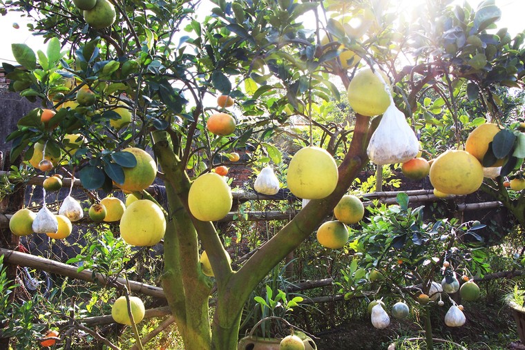 Mười loại quả cùng chín rộ trên... một thân cây ảnh 10