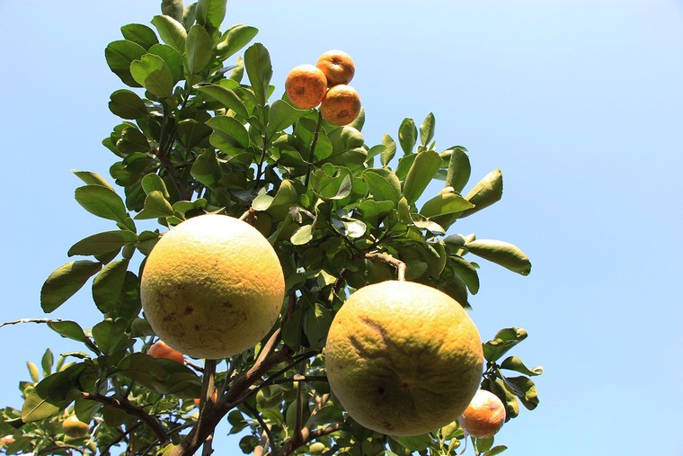 Mười loại quả cùng chín rộ trên... một thân cây ảnh 9