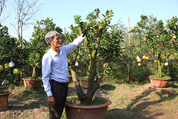 Mười loại quả cùng chín rộ trên... một thân cây ảnh 8