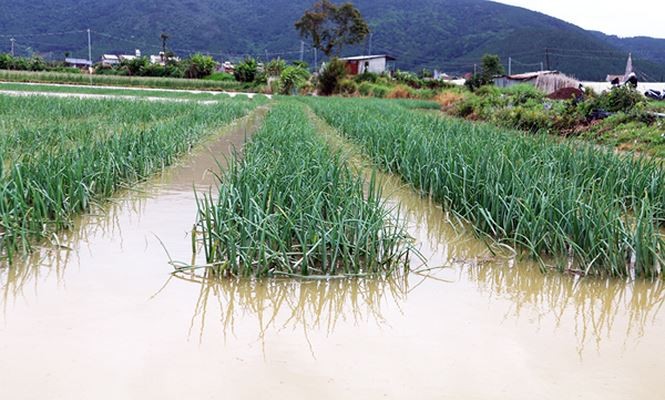 Giải cứu 6 người bị cô lập trong dòng nước lũ vùng hạ lưu thủy điện ảnh 1