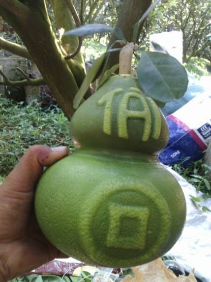 Bưởi thỏi vàng, hồ lô chưa Tết đã 'cháy' hàng ảnh 2