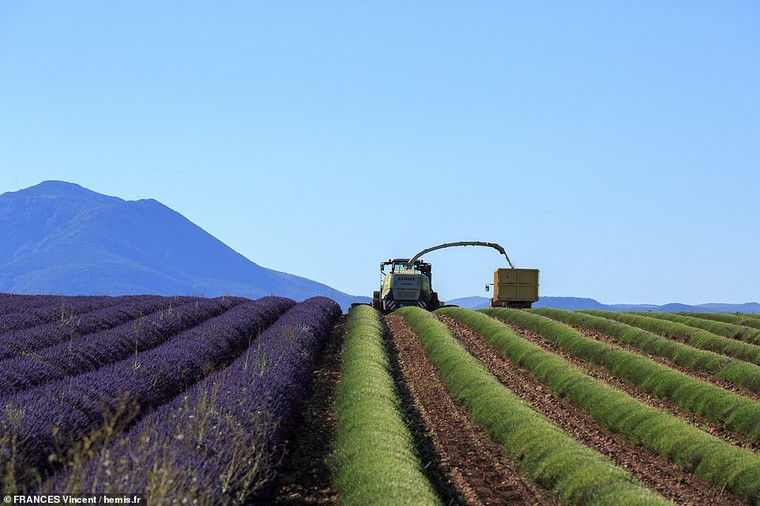 Top địa điểm chứng minh Pháp sẽ là điểm đến bạn khao khát nhất năm 2019 ảnh 7