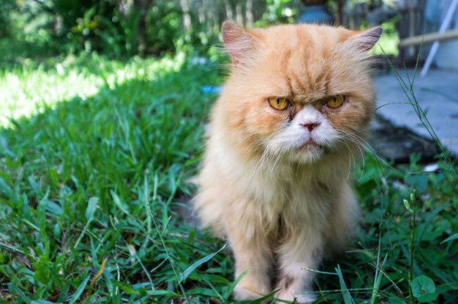 Những luật cấm du khách kỳ lạ nhất thế giới ảnh 13