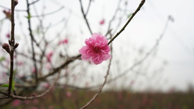 Đào nở bung đỏ rực trước Tết Âm lịch người trồng buộc phải bán sớm ảnh 1