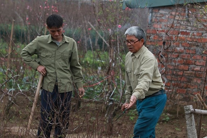 Đào nở bung đỏ rực trước Tết Âm lịch người trồng buộc phải bán sớm ảnh 3