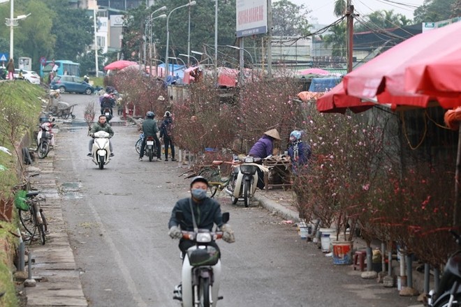 Đào nở bung đỏ rực trước Tết Âm lịch người trồng buộc phải bán sớm ảnh 5