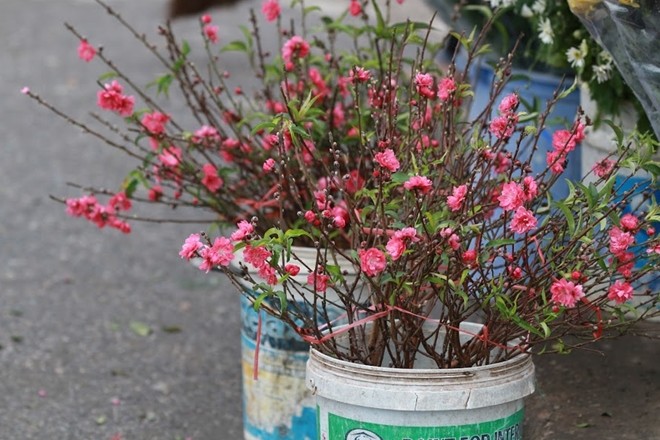 Đào nở bung đỏ rực trước Tết Âm lịch người trồng buộc phải bán sớm ảnh 7