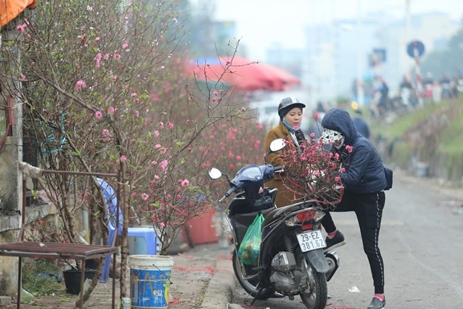 Đào nở bung đỏ rực trước Tết Âm lịch người trồng buộc phải bán sớm ảnh 8