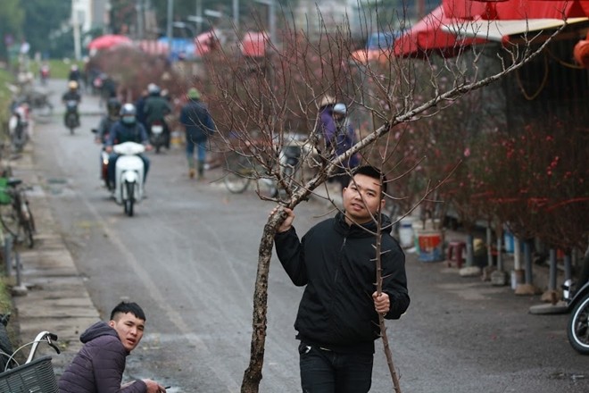 Đào nở bung đỏ rực trước Tết Âm lịch người trồng buộc phải bán sớm ảnh 9