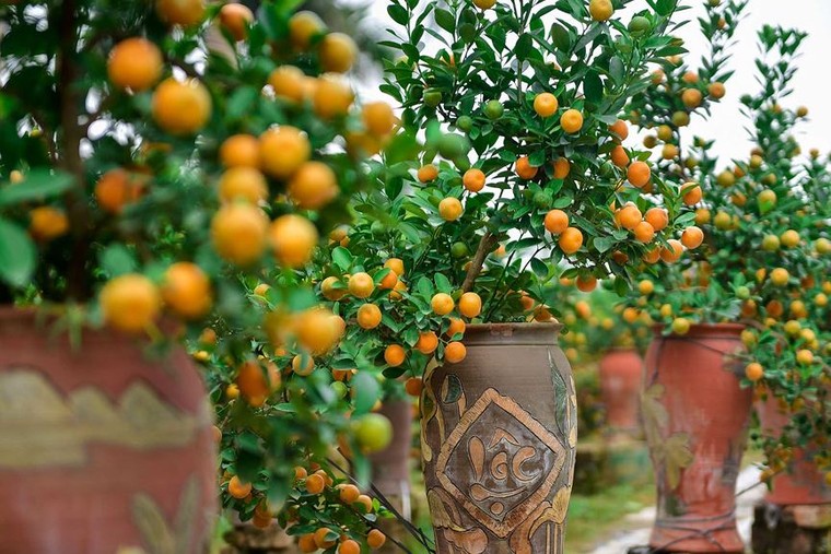 Độc đáo quất bonsai trồng trong bình gốm chơi Tết ở Hà Nội ảnh 11