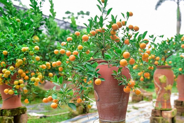 Độc đáo quất bonsai trồng trong bình gốm chơi Tết ở Hà Nội ảnh 6