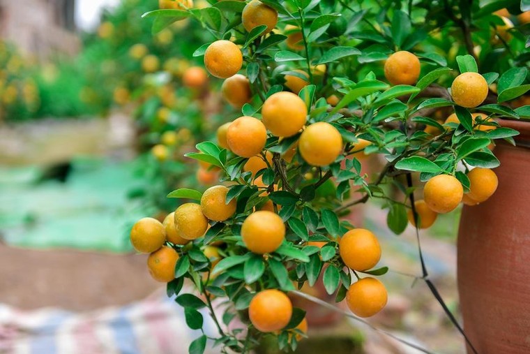 Độc đáo quất bonsai trồng trong bình gốm chơi Tết ở Hà Nội ảnh 7