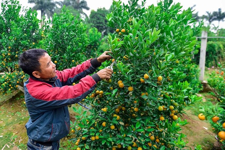 Độc đáo quất bonsai trồng trong bình gốm chơi Tết ở Hà Nội ảnh 9