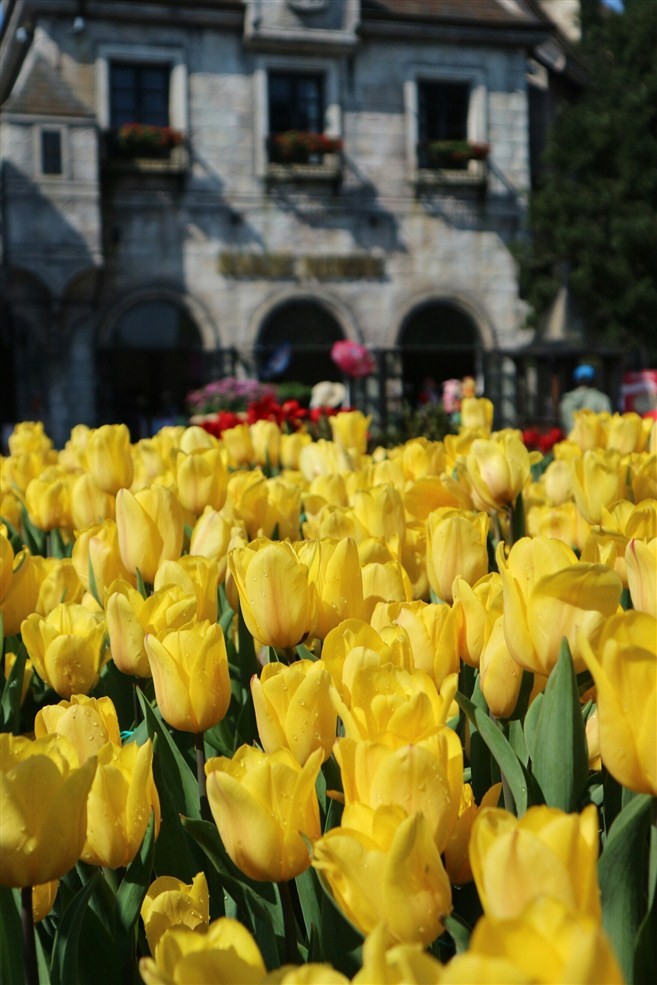Hơn triệu bông Tulip biến Bà Nà thành 'xứ sở Hà Lan' ảnh 1