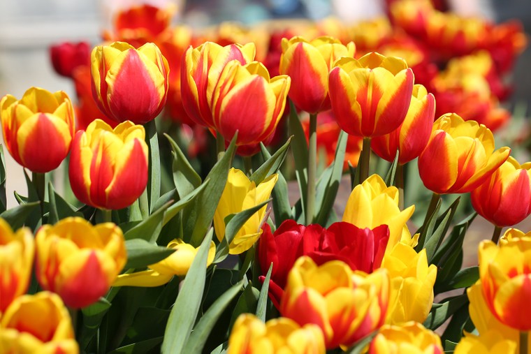 Hơn triệu bông Tulip biến Bà Nà thành 'xứ sở Hà Lan' ảnh 4