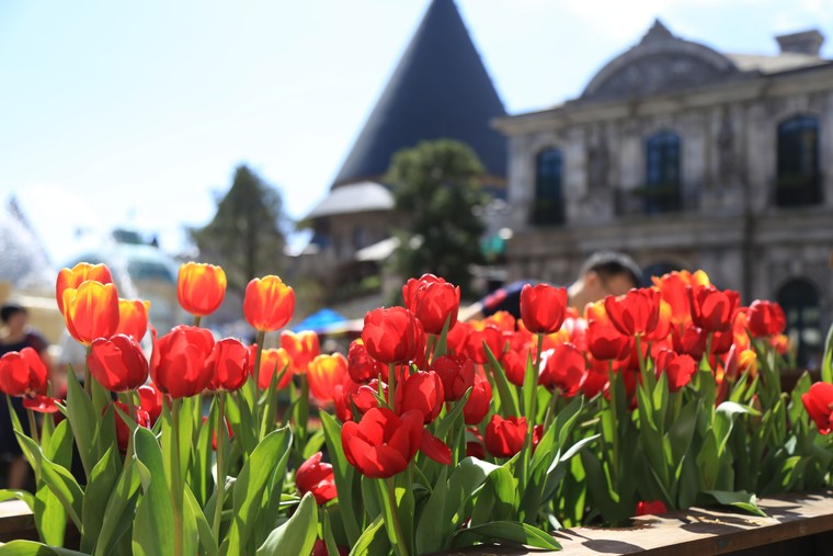 Hơn triệu bông Tulip biến Bà Nà thành 'xứ sở Hà Lan' ảnh 6