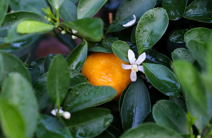 Tắc kiểng cho thuê giá 50 triệu đồng một cây ở Sài Gòn ảnh 5