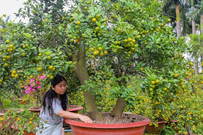 Tắc kiểng cho thuê giá 50 triệu đồng một cây ở Sài Gòn ảnh 6