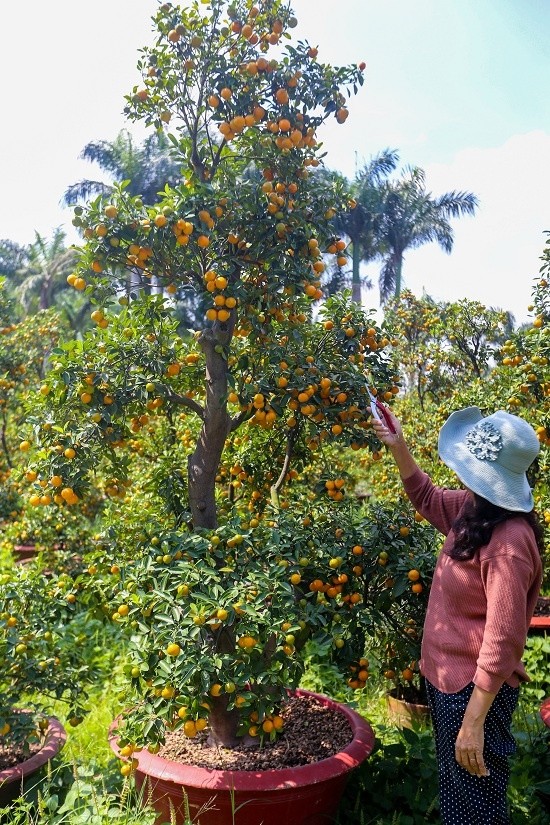 Tắc kiểng cho thuê giá 50 triệu đồng một cây ở Sài Gòn ảnh 7