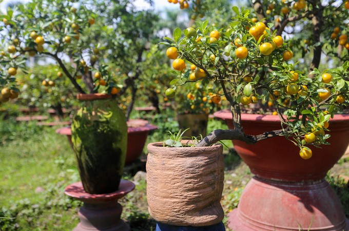 Tắc kiểng cho thuê giá 50 triệu đồng một cây ở Sài Gòn ảnh 8