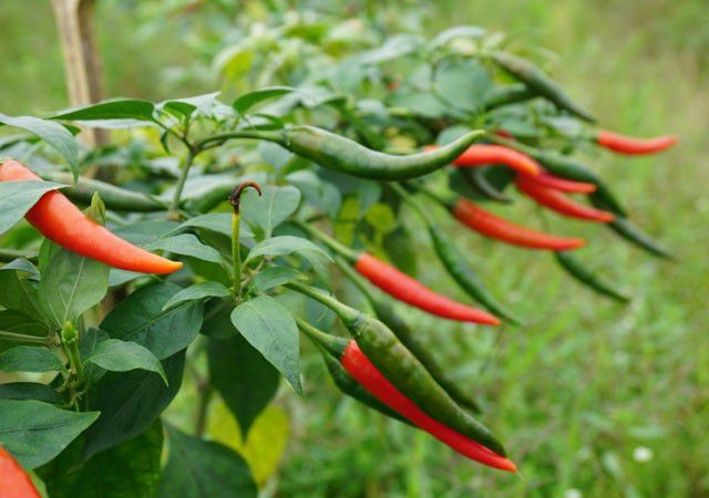 Trồng ớt trái vụ đón Tết, nông dân thu gần 1 triệu đồng mỗi ngày ảnh 4