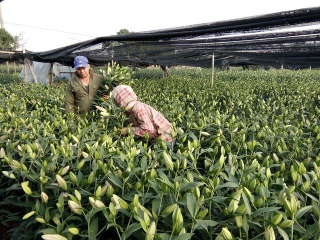 Nông dân Tây Tựu lo 'bánh chưng không có thịt' vì hoa ly nở sớm ảnh 2