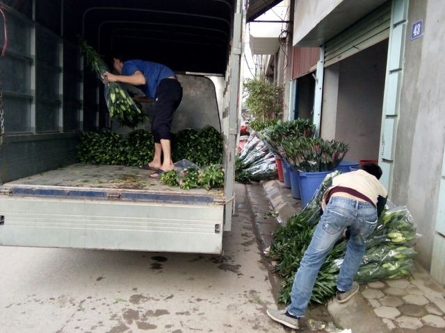 Nông dân Tây Tựu lo 'bánh chưng không có thịt' vì hoa ly nở sớm ảnh 5