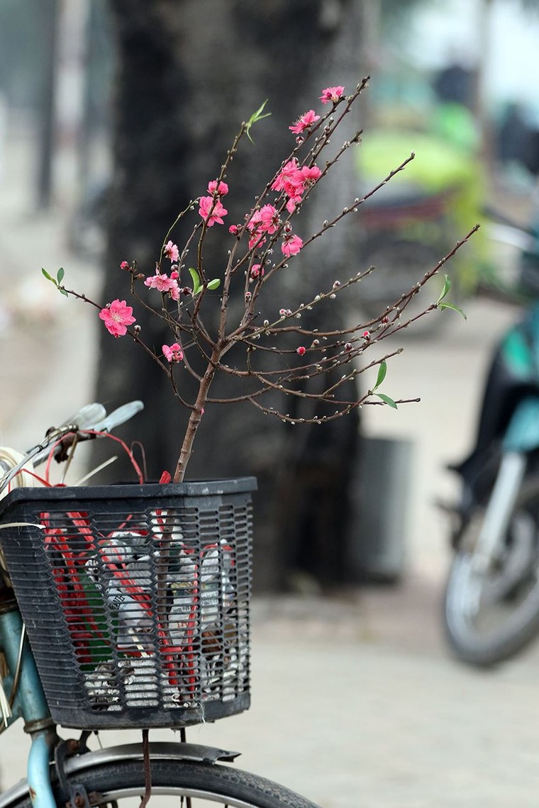 Hoa đào dạo phố, mọi nẻo đường Hà Nội tràn ngập không khí Tết ảnh 12