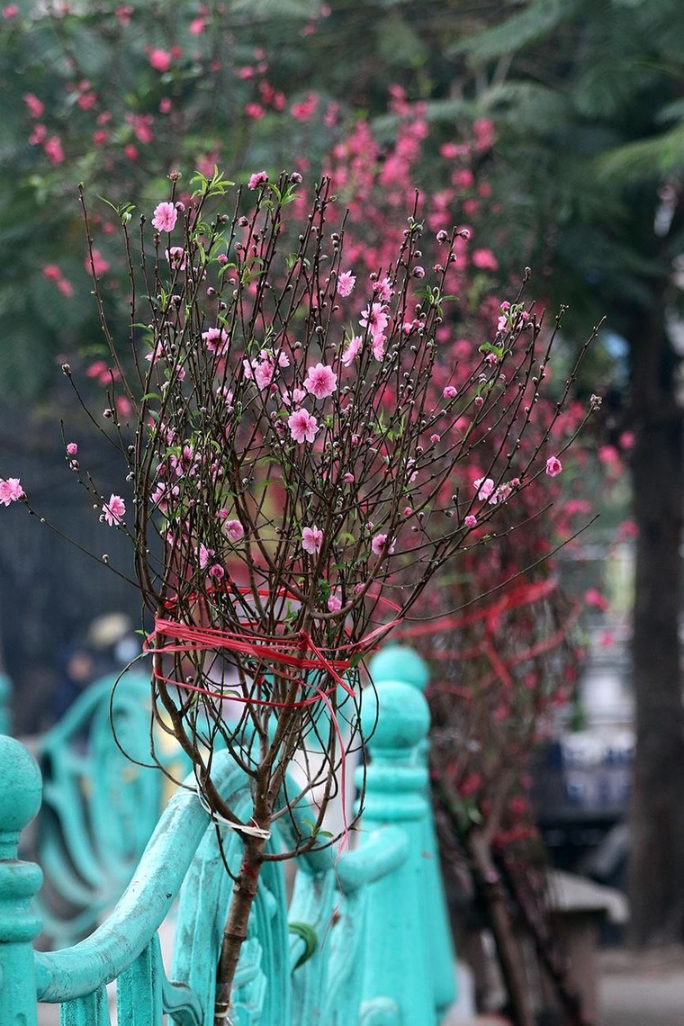 Hoa đào dạo phố, mọi nẻo đường Hà Nội tràn ngập không khí Tết ảnh 8