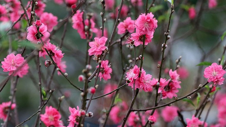 Hoa đào dạo phố, mọi nẻo đường Hà Nội tràn ngập không khí Tết ảnh 9