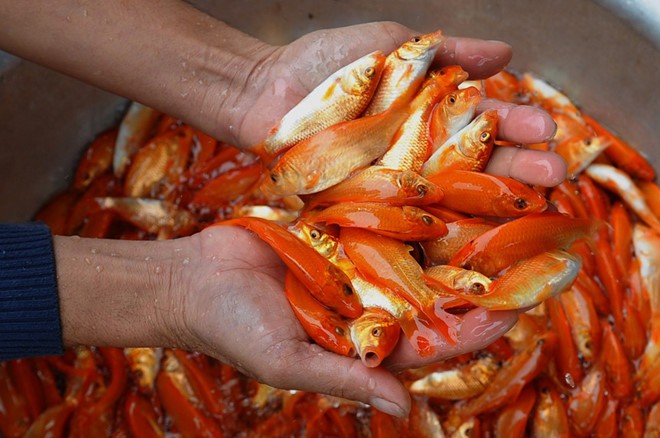 Tại sao người Việt cúng cá chép vào Tết ông Công ông Táo?