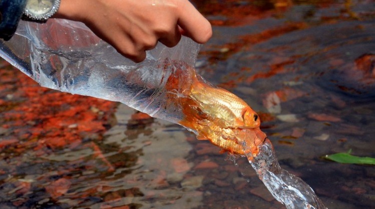 Tại sao cúng ông Táo, người Việt thường thả cá chép?