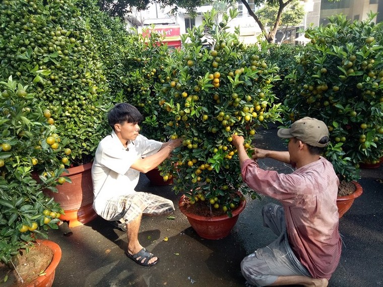 Cây quê thay áo ra thành phố thành cây ‘hốt bạc’ ảnh 2