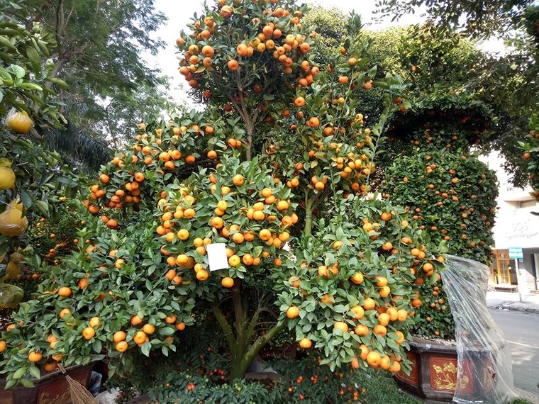 Cây quê thay áo ra thành phố thành cây ‘hốt bạc’ ảnh 1