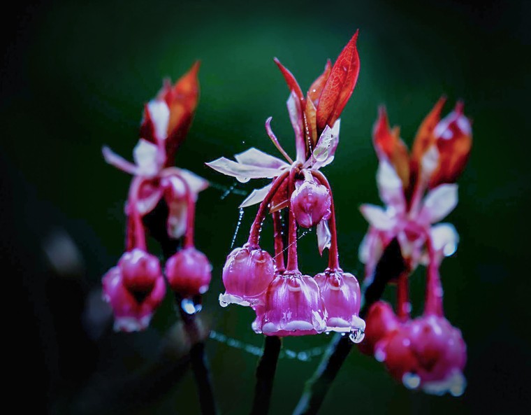 Xuân ngất ngây ở 'xứ hoa nở trong mây' ảnh 1