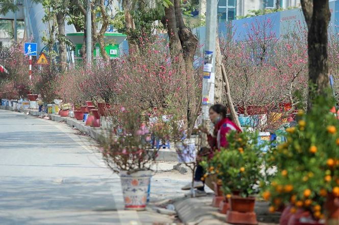 Quất, đào 'đại hạ giá' tràn ngập phố Hà Nội ngày 30 Tết ảnh 6