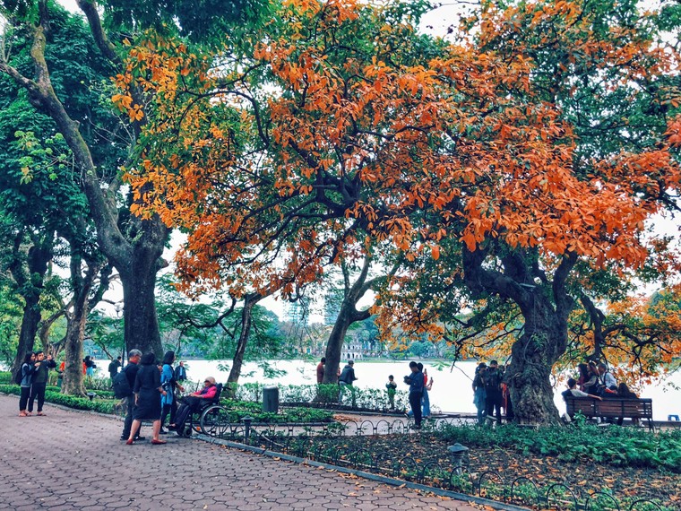 Hà Nội đẹp ngỡ ngàng, tựa trời Âu mùa thay lá ảnh 10