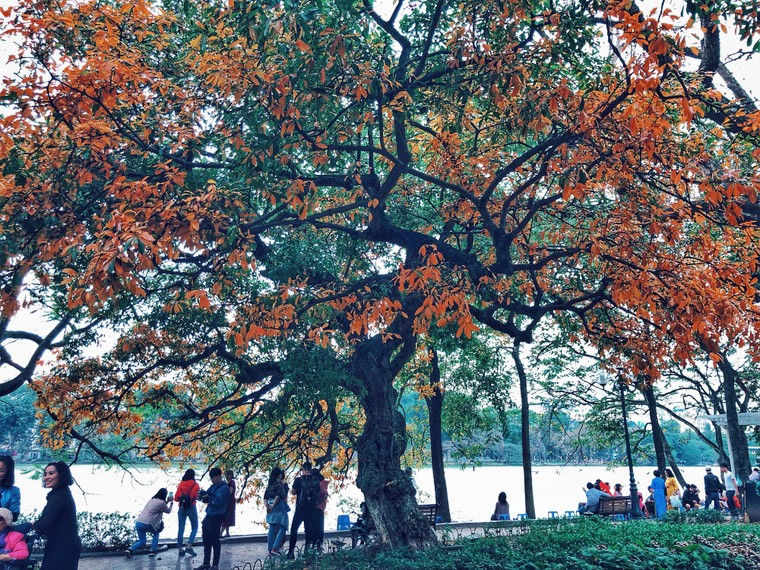 Hà Nội đẹp ngỡ ngàng, tựa trời Âu mùa thay lá ảnh 11