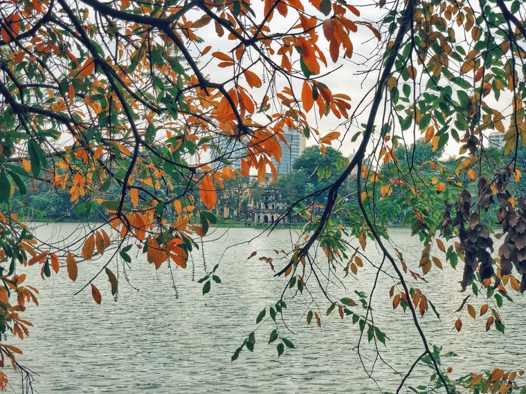 Hà Nội đẹp ngỡ ngàng, tựa trời Âu mùa thay lá ảnh 13