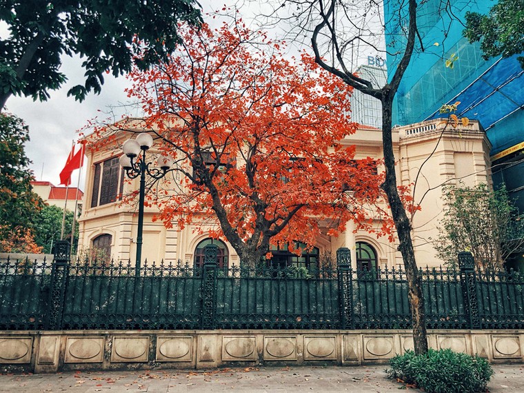 Hà Nội đẹp ngỡ ngàng, tựa trời Âu mùa thay lá ảnh 1