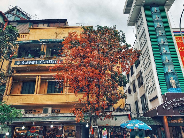 Hà Nội đẹp ngỡ ngàng, tựa trời Âu mùa thay lá ảnh 3