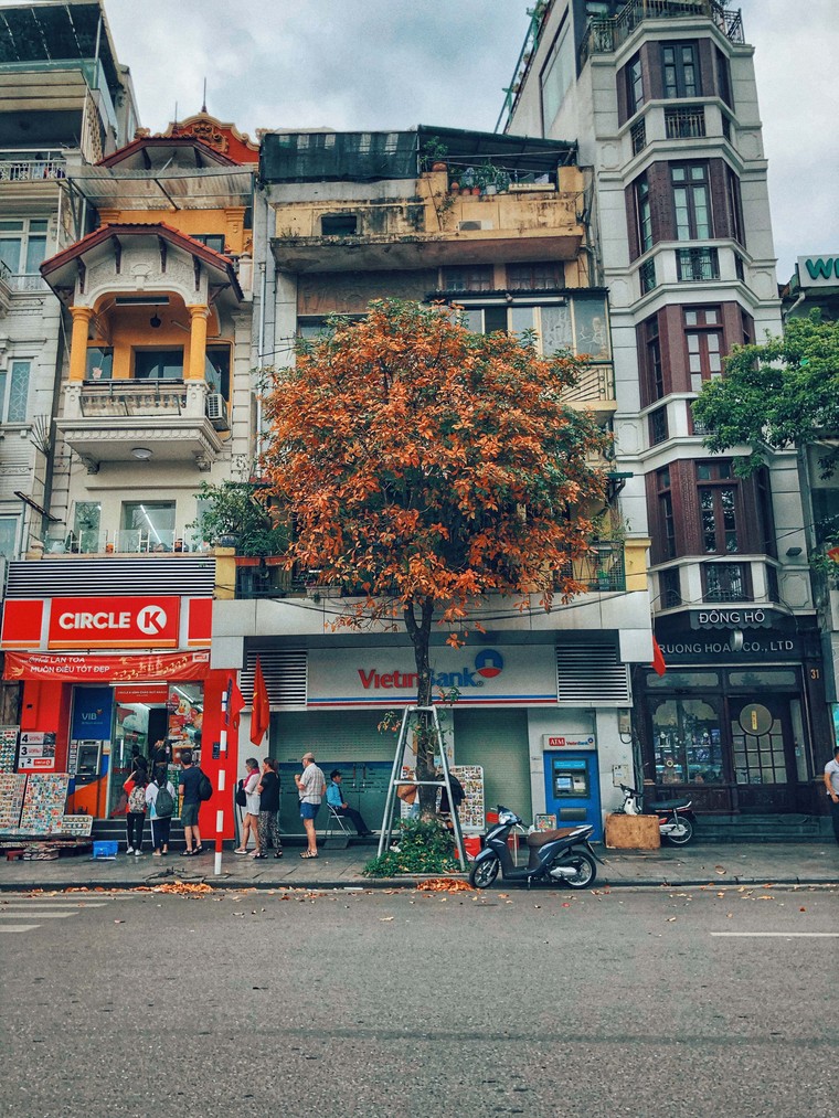 Hà Nội đẹp ngỡ ngàng, tựa trời Âu mùa thay lá ảnh 4