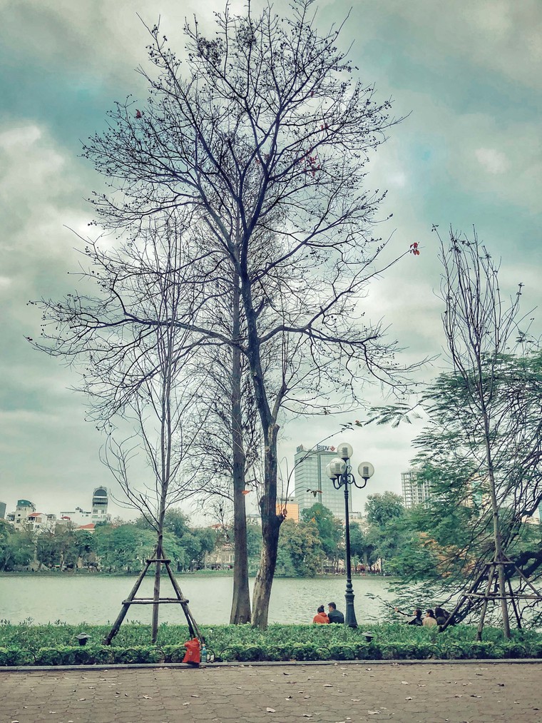 Hà Nội đẹp ngỡ ngàng, tựa trời Âu mùa thay lá ảnh 5