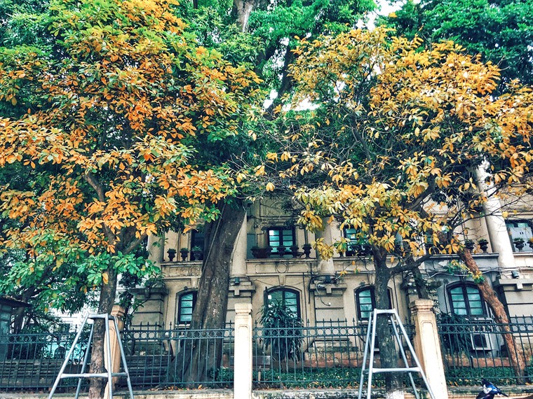 Hà Nội đẹp ngỡ ngàng, tựa trời Âu mùa thay lá ảnh 7