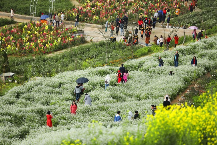 Hàng ngàn du khách mê đắm rừng hoa đào nhuộm hồng cả Sun World Fansipan Legend ảnh 9