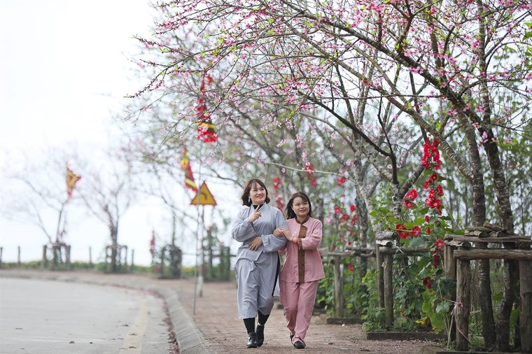 Hàng ngàn du khách mê đắm rừng hoa đào nhuộm hồng cả Sun World Fansipan Legend ảnh 4