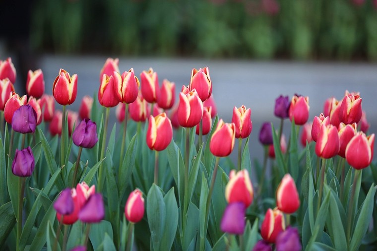 Hàng ngàn du khách mê đắm rừng hoa đào nhuộm hồng cả Sun World Fansipan Legend ảnh 10