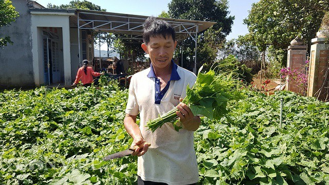 Bí kíp trồng su su 'đẻ' ngọn tươi non, to mập của nông dân ưu tú ảnh 1