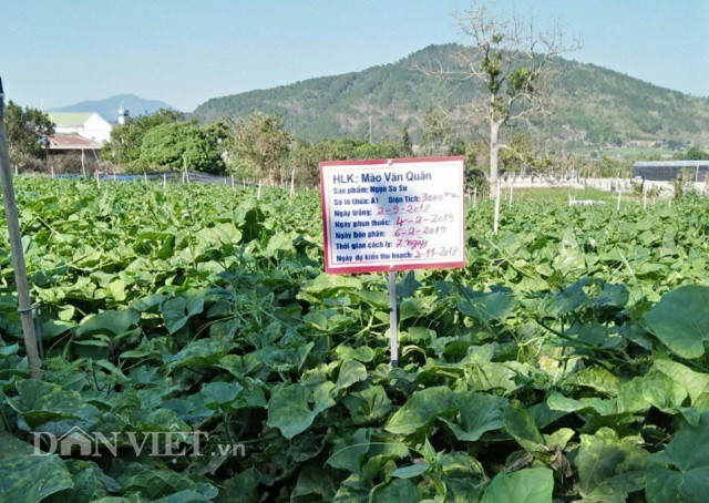Bí kíp trồng su su 'đẻ' ngọn tươi non, to mập của nông dân ưu tú ảnh 2