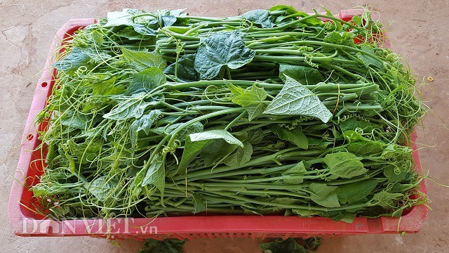 Bí kíp trồng su su 'đẻ' ngọn tươi non, to mập của nông dân ưu tú ảnh 3